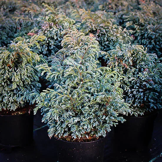 Boulevard Cypress 3 Boulevard Cypress - Image 3