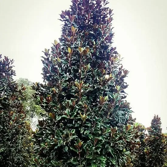 Brackens Brown Beauty Magnolia 1 Brackens Brown Beauty Magnolia