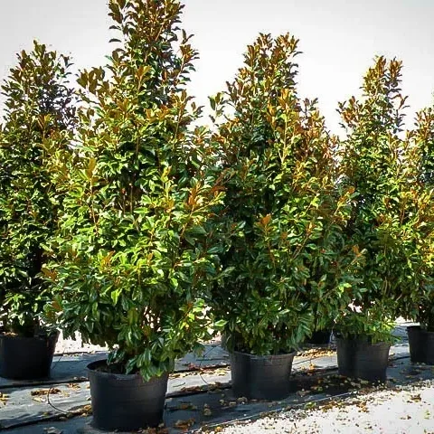 Brackens Brown Beauty Magnolia 2 Brackens Brown Beauty Magnolia - Image 2