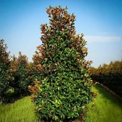 Brackens Brown Beauty Magnolia 5 Brackens Brown Beauty Magnolia -The Tree Center Store brackens brown beauty magnolia 3 jpg webp e1695752052583