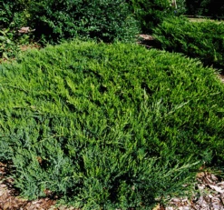 Broadmoor Juniper -The Tree Center Store broadmoor juniper 3 600x562 1