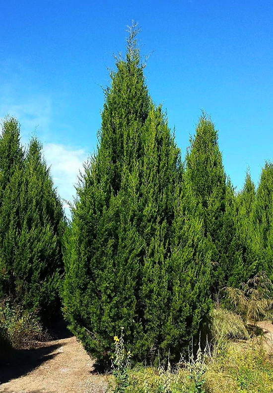 Brodie Juniper 1 Brodie Juniper