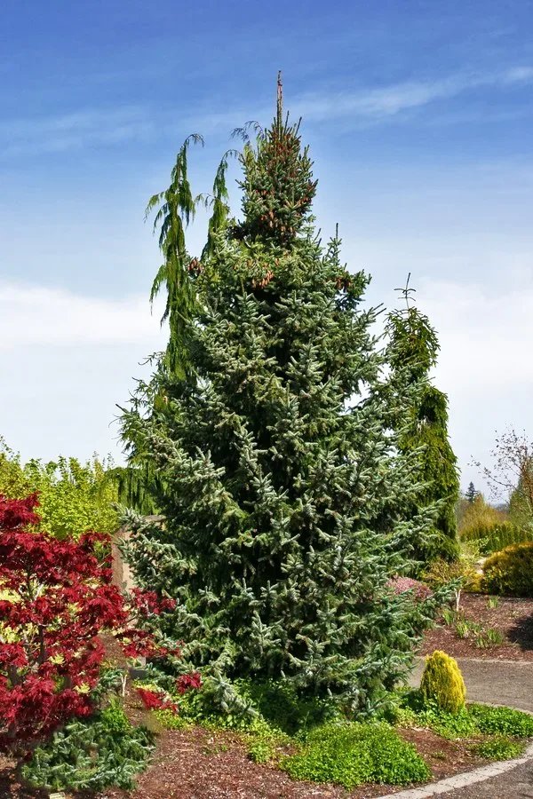 Bruns Serbian Spruce 1 Bruns Serbian Spruce