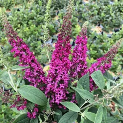 Lo & Behold® Ruby Chip Butterfly Bush -The Tree Center Store buddleia lo behold ruby chip img 1089 600x599 1