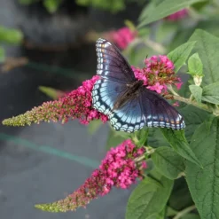 Lo & Behold® Ruby Chip Butterfly Bush -The Tree Center Store buddleia lo behold ruby chip p00100 600x600 1