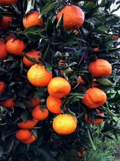 Bumper Satsuma Mandarin 8 Bumper Satsuma Mandarin -The Tree Center Store bumper satsuma 1 jpg webp