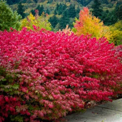 Dwarf Compact Burning Bush -The Tree Center Store burnigbush 1051x 2 600x599 1