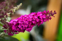 Cranrazz Butterfly Bush -The Tree Center Store butterfly bush cran razz 1 600x400 1