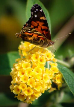 Honeycomb Butterfly Bush