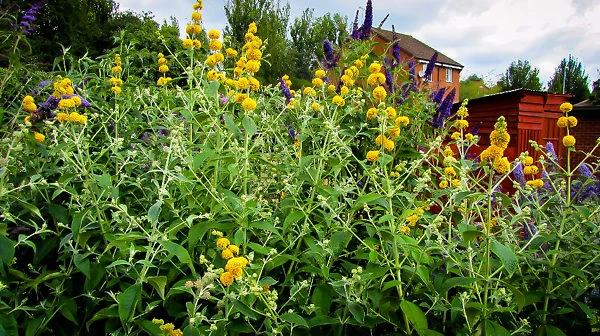 Honeycomb Butterfly Bush 3 Honeycomb Butterfly Bush - Image 3