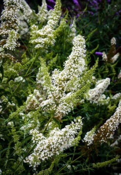 Petite Snow Nanho White Butterfly Bush