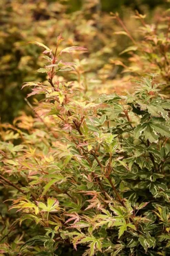 Butterfly Japanese Maple -The Tree Center Store butterfly japanese maple 2 jpg webp