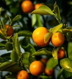 Calamondin Orange Tree -The Tree Center Store calamondin 1 600x655 1
