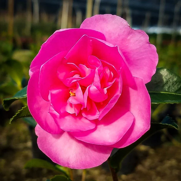 Sparkling Burgundy Camellia 3 Sparkling Burgundy Camellia - Image 3