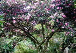 Sparkling Burgundy Camellia 7 Sparkling Burgundy Camellia -The Tree Center Store camellia sparkling burgundy 3 600x420 1