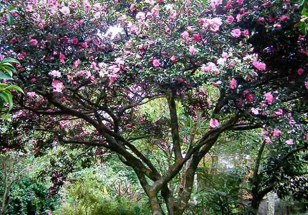 Sparkling Burgundy Camellia 4 Sparkling Burgundy Camellia - Image 4