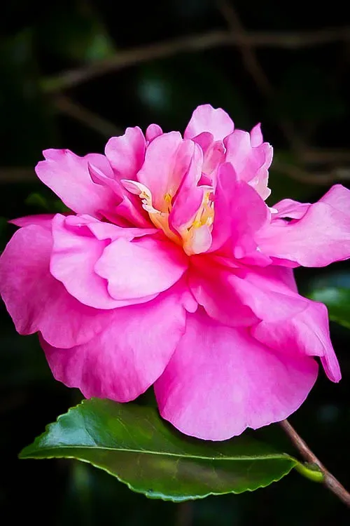 Sparkling Burgundy Camellia 2 Sparkling Burgundy Camellia - Image 2