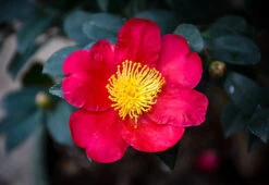 Yuletide Camellia -The Tree Center Store camellia yuletide 1 600x413 1