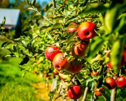 Cameo Apple Tree -The Tree Center Store cameo apple tree 3 jpg webp