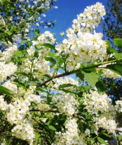 Canada Red Chokecherry -The Tree Center Store canada red chokecherry 2 600x716 1