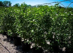 Cardinal Red Twig Dogwood -The Tree Center Store cardinal red dogwood 4 600x438 1