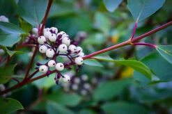 Cardinal Red Twig Dogwood -The Tree Center Store cardinal red dogwood 5 600x399 1