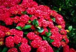 Cardinal Red Hydrangea -The Tree Center Store cardinal red hydrangea 1 600x413 1