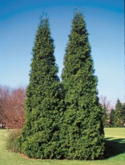 Spring Grove® Western Arborvitae -The Tree Center Store cc04040 1 600x793 1