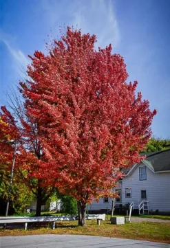 Celebration® Maple Tree -The Tree Center Store celebration maple tree 1 jpg webp