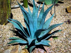 Blue American Agave 5 Blue American Agave -The Tree Center Store century plant 1 600x450 1