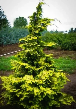 Confucius Hinoki Cypress -The Tree Center Store chamaecyparis obtusa confucius 3 jpg webp