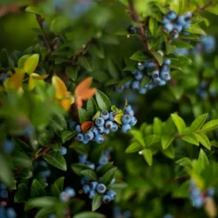 Chandler Blueberry -The Tree Center Store chandler blueberry3 600x600 1