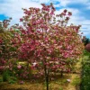 Cherokee Brave Dogwood Tree