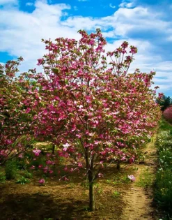 Cherokee Brave Dogwood Tree