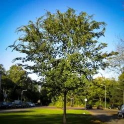 Drake Chinese Elm Tree -The Tree Center Store chinese elm drake 3 jpg webp e1694717629558 600x600 1