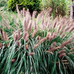 Chinese Fountain Grass -The Tree Center Store chinese fountain grass 2 jpg webp