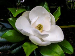 Claudia Wannamaker Southern Magnolia