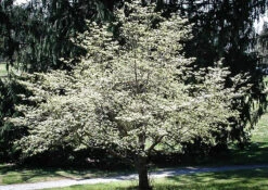 Cloud 9 Dogwood 6 Cloud 9 Dogwood -The Tree Center Store cloud 9 dogwood 5 600x426 1