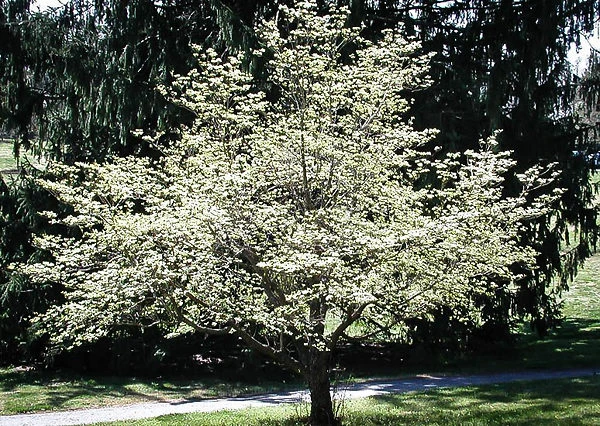 Cloud 9 Dogwood 3 Cloud 9 Dogwood - Image 3