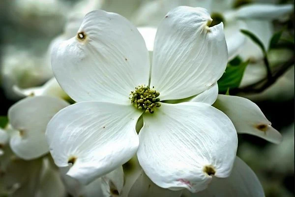 Cloud 9 Dogwood 2 Cloud 9 Dogwood - Image 2