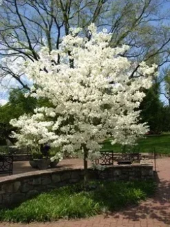 Cloud 9 Dogwood 7 Cloud 9 Dogwood -The Tree Center Store cloud nine dogwood 3 jpg webp