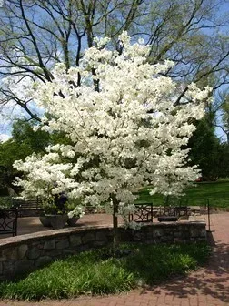 Cloud 9 Dogwood 4 Cloud 9 Dogwood - Image 4