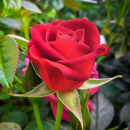 Coffee Bean Miniature Rose Tree 1 Coffee Bean Miniature Rose Tree