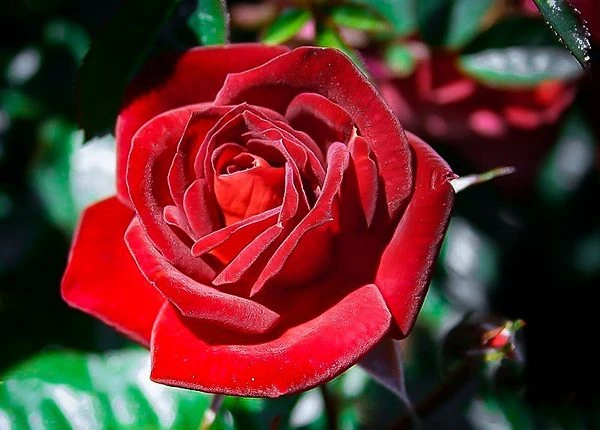 Coffee Bean Miniature Rose Tree 2 Coffee Bean Miniature Rose Tree - Image 2