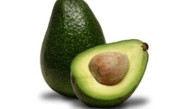 Cold Hardy Avocado