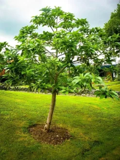 Cold Hardy Avocado -The Tree Center Store cold hardy avocado 2 jpg webp