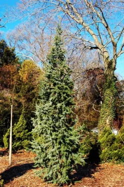 Columnar Blue Atlas Cedar -The Tree Center Store columnar blue atlas cedar 1 jpg webp