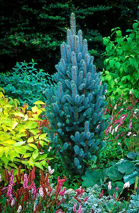 Columnar Blue Spruce 2 Columnar Blue Spruce - Image 2