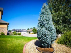 Columnar Blue Spruce 5 Columnar Blue Spruce -The Tree Center Store columnar blue spruce 2 600x450 1