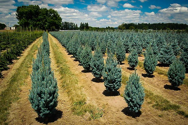 Columnar Blue Spruce 1 Columnar Blue Spruce